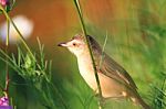 Birds In Nature Stock Photo