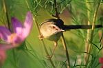 Birds In Nature Stock Photo