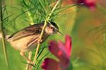 Birds In Nature Stock Photo