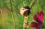 Birds In Nature Stock Photo