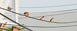 Birds On The Cable Wire Stock Photo