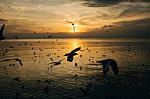 Birds Silhouettes Flying Stock Photo