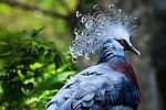 Birds With Red Eyes With A Beautiful Crest Stock Photo