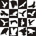 Black And White Background With Bird Predator Stock Photo