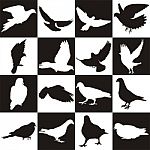 Black And White Background With Doves Stock Photo