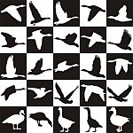 Black And White Background With Geese Stock Photo