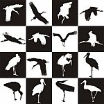 Black And White Background With Storks Stock Photo