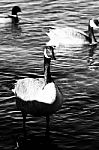 Black And White Close-up Of A Canada Goose Stock Photo