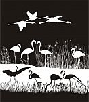 Black And White Drawing Flocks Of Flamingos Stock Photo