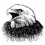 Black And White Eagle Hand Drawn Stock Photo