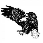 Black And White Eagle Hand Drawn Stock Photo