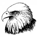 Black And White Eagle Hand Drawn Stock Photo