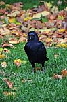 Black Crow Stock Photo