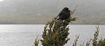 Black Currawong Resting On A Tree Branch Stock Photo