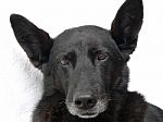 Black Dog Stock Photo