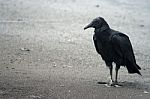 Black Vulture Stock Photo