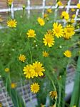 Blooming Yellow Daisy Stock Photo