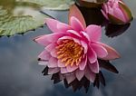 Blossom Lotus Flower In Thailand. Garden, Petals Stock Photo