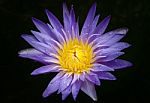 Blossom Lotus Flower In Thailand. Garden, Petals Stock Photo