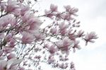 Blossom Tree Flowers Split Color Stock Photo