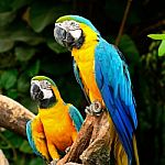 Blue And Gold Macaw Stock Photo