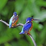 Blue-eared Kingfisher Stock Photo