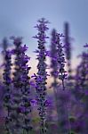 Blue Salvia Flower Field Stock Photo