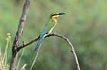 Blue-tail Bee-eater Stock Photo