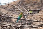 Blue Tailed Bee Eater Stock Photo