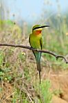 Blue Tailed Bee Eater Stock Photo