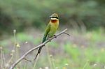 Blue Tailed Bee Eater Stock Photo