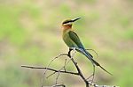 Blue Tailed Bee Eater Stock Photo