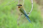 Blue Tailed Bee Eater Stock Photo