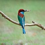 Blue-throated Bee-eater Stock Photo