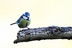 Blue Tit Stock Photo