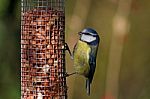 Blue Tit Stock Photo