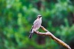 Blue Tit Bird Sitting On A Stump Stock Photo