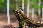 Blue Tit Bird Sitting On A Stump Stock Photo