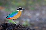 Blue-winged Pitta Stock Photo