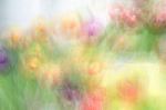 Blurred Floral Field Background. Blurred Nature Background Stock Photo