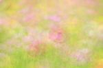 Blurred Floral Field Background. Blurred Nature Background Stock Photo