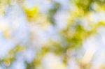 Blurred Nature Background Stock Photo