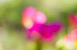 Blurred Nature Background Stock Photo