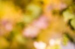 Blurred Nature Background Stock Photo