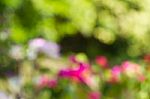 Blurred Nature Background Stock Photo