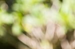 Blurred Nature Background Stock Photo