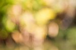 Blurred Nature Background Stock Photo