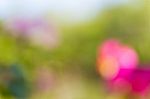 Blurred Nature Background Stock Photo