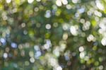 Blurred Nature Background Stock Photo