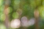 Blurred Nature Background Stock Photo